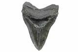 Fossil Megalodon Tooth - South Carolina #168103-1